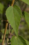 Virginia saltmarsh mallow